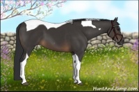 Horse Color:Buckskin Tobiano 