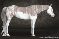 Horse Color:Bay Ice Splash Appaloosa 