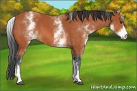 Horse Color:White Spotted Bay 