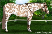 Horse Color:Amber Champagne Near Leopard 