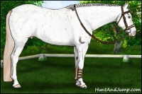 Horse Color:Gold Champagne Near Leopard  and Gold Champagne Near Fewspot 