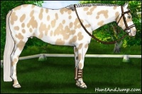 Horse Color:Gold Cream Champagne Appaloosa Rabicano 