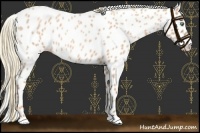 Horse Color:Gold Champagne Roan Appaloosa 