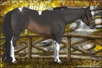 Horse Color:Buckskin Tobiano