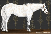 Horse Color:Cremello Splash Leopard 