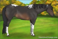 Horse Color:Buckskin Tobiano 