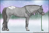 Horse Color:Black Sabino Appaloosa Rabicano
