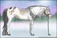 Horse Color:White Spotted Brown Onyx Appaloosa