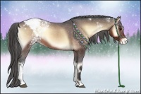 Horse Color:White Spotted Brown Onyx Appaloosa