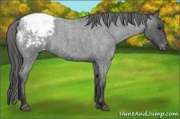 Horse Color:Blue Roan Appaloosa 