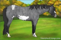 Horse Color:Blue Roan Frame Appaloosa
