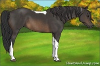 Horse Color:Buckskin Tobiano 