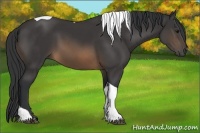 Horse Color:Buckskin Tobiano