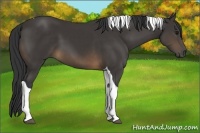 Horse Color:Buckskin Tobiano 