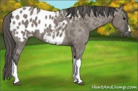 Horse Color:Grullo Appaloosa