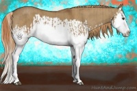 Horse Color:Red Dun Splash  and Red Dun Splash 