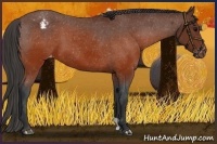 Horse Color:Brown Appaloosa 