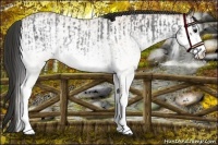 Horse Color:White Spotted Blue Roan Rabicano  and White Spotted Bay Roan Rabicano 