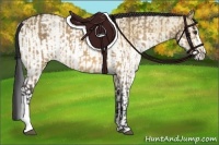 Horse Color:Buckskin Dun  and White Spotted Buckskin Dun 