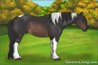 Horse Color:Buckskin Tobiano 