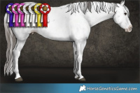 Horse Color:Buckskin Sabino Splash 