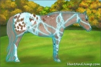 Horse Color:Thunderstruck Chestnut Appaloosa