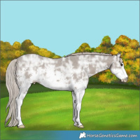 Horse Color:Silver Grullo Ice Sabino