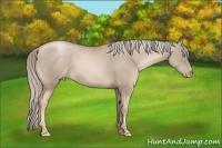 Horse Color:Chocolate Palomino Pearl Sabino 