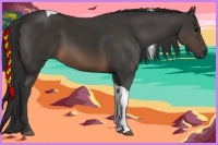 Horse Color:Buckskin Tobiano 