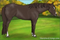 Horse Color:Liver Chestnut Sabino