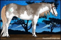 Horse Color:Liver Chestnut Sabino Splash 
