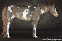 Horse Color:White Spotted Liver Red Dun 