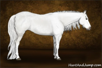 Horse Color:Gray Palomino Dun Splash 