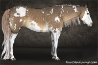Horse Color:White Spotted Chocolate Palomino Splash 