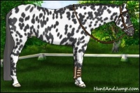 Horse Color:Black Near Leopard 
