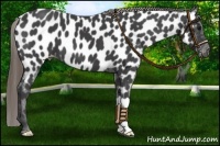 Horse Color:Smoky Black Appaloosa 