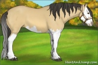 Horse Color:Buckskin Dun Splash