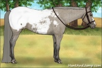 Horse Color:Liver Red Dun Appaloosa Brindle