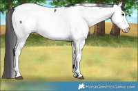 Horse Color:Brown Dun Appaloosa Brindle 