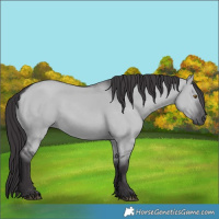Horse Color:Smoky Grullo Chinchilla