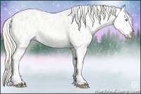 Horse Color:Perlino Dun Splash Appaloosa 