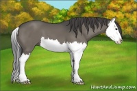 Horse Color:Smoky Grullo Splash