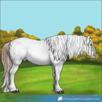 Horse Color:Grullo Roan Splash Near Leopard 
