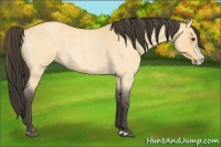 Horse Color:Buckskin Roan Dun Splash 