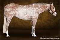 Horse Color:Silver Bay Ice Sabino 