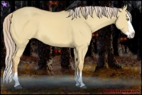 Horse Color:Palomino Dun Splash