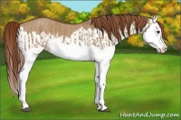 Horse Color:Red Dun Splash  and Red Dun Splash 