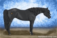 Horse Color:Black and Black