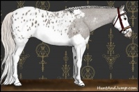 Horse Color:Silver Black Splash Appaloosa 