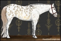 Horse Color:Buckskin Dun Splash Appaloosa 